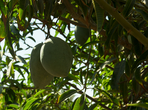 Mangos am Baum